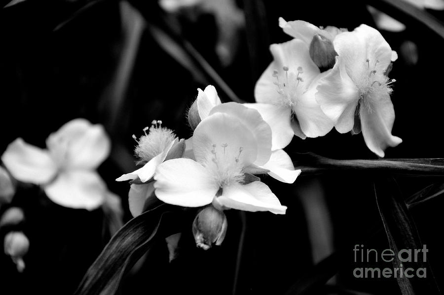 White Flowers Photograph by Tatyana Searcy