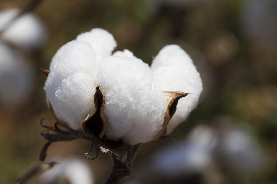 White Fluffy Cotton Boll Photograph by Kathy Clark