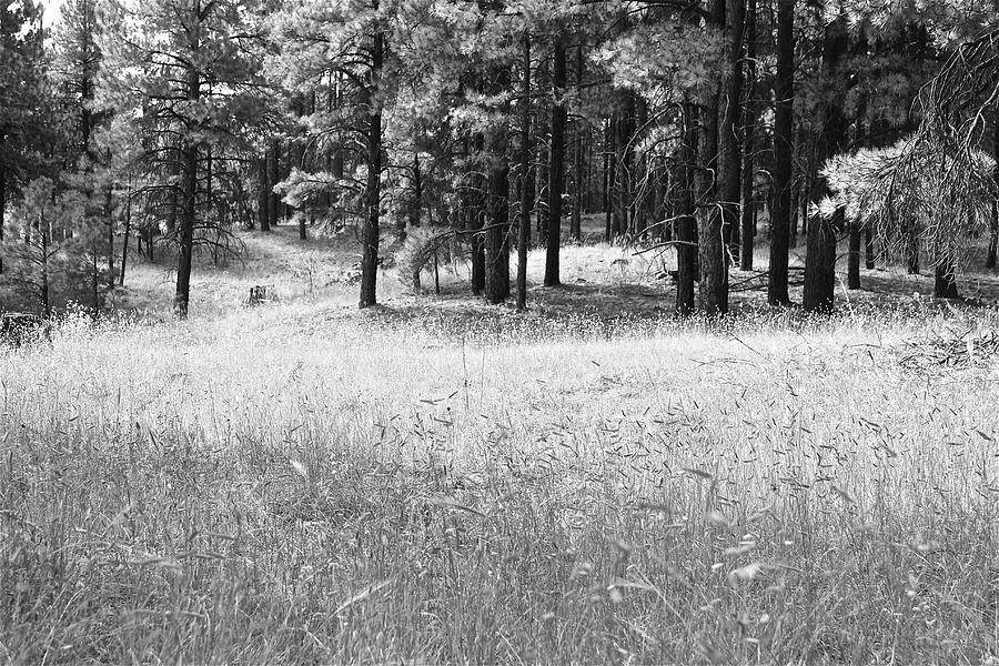 Wild Grasses #1 Photograph by Kume Bryant