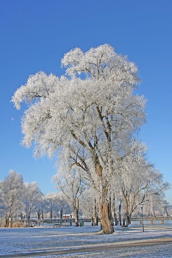 White Frost Tree Photograph by Ralf Kaiser