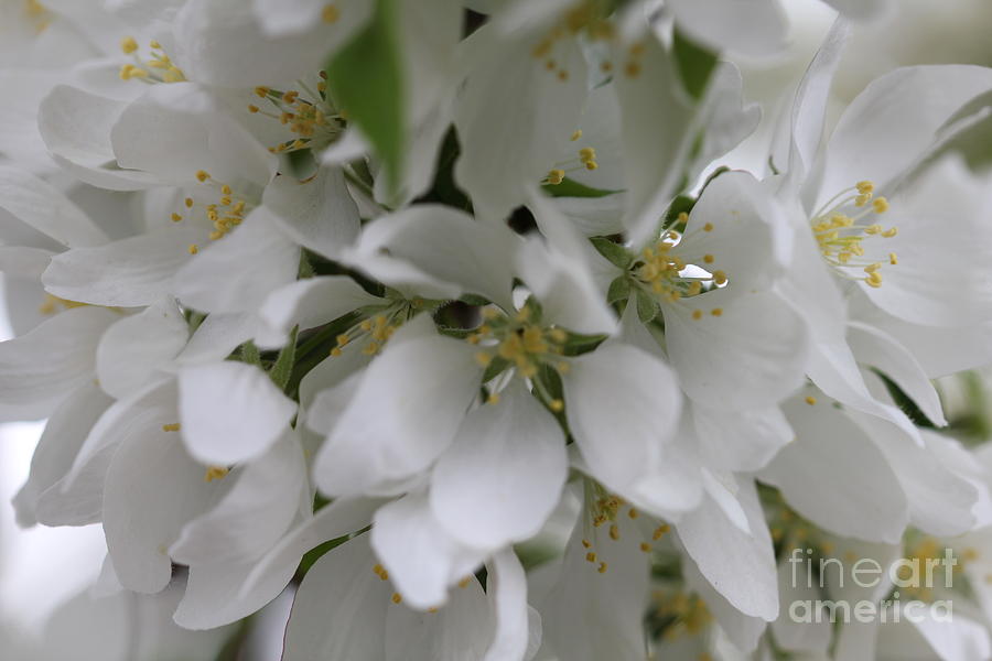White full blooms  Photograph by Donna L Munro