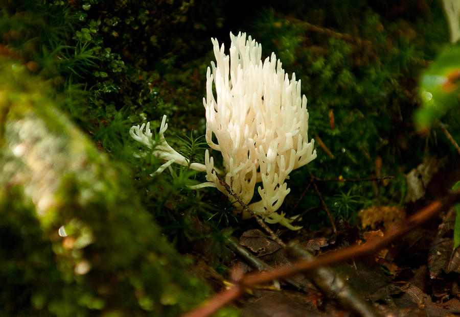 White Fungus Photograph by Paul Mangold