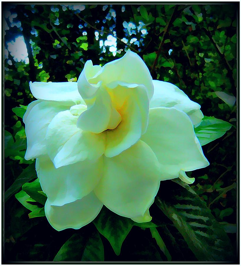 Flower Photograph - White Gardenia by Mindy Newman