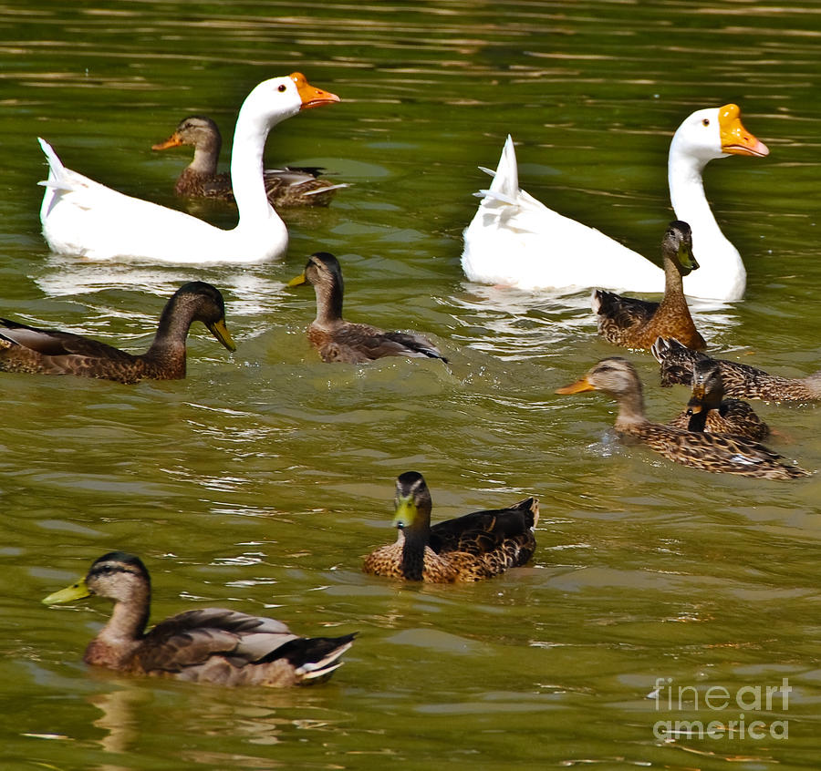 White Geese and Ducks Photograph by Harry Strharsky