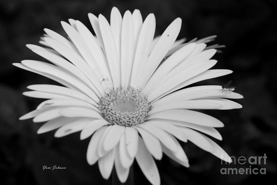 White Gerbera daisy Photograph by Yumi Johnson