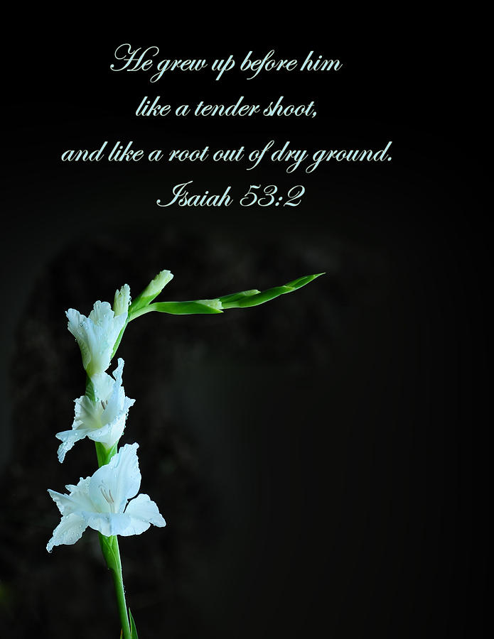 Flowers Still Life Photograph - White Gladiola Isaiah 58 2 by Randall Branham
