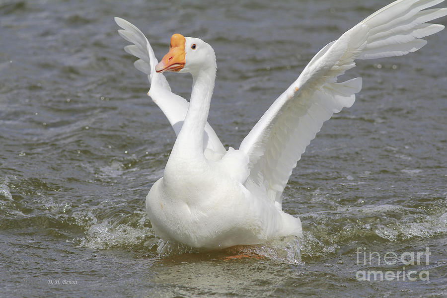 White Goose Photograph by Deborah Benoit