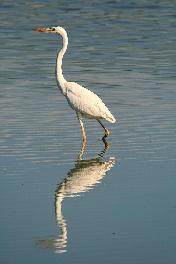 White Great Blue Heron Photograph by Ira Runyan - Fine Art America