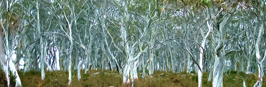 Landscape Digital Art - White Gum Forest by Phill Petrovic