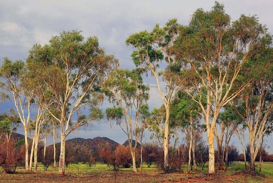 Sunset Photograph - White Gums by James Mcinnes