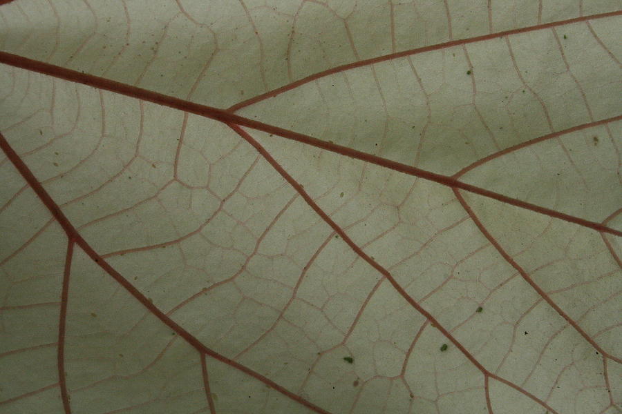 White Hau Leaf with Red Veins Photograph by Jennifer Bright Burr