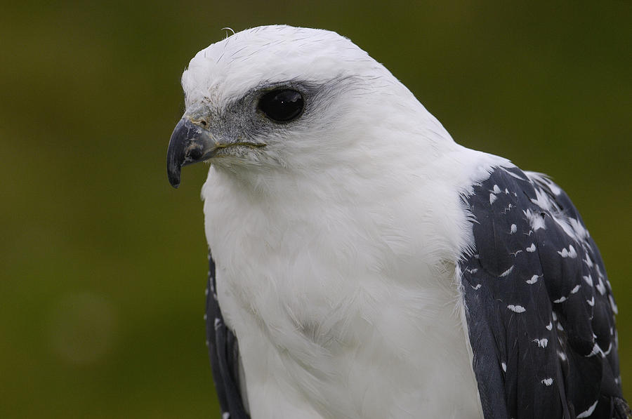 White Hawk Leucopternis Albicollis Photograph by Pete Oxford