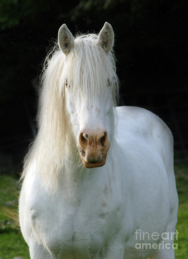 White Heavy horse Photograph by Ang El