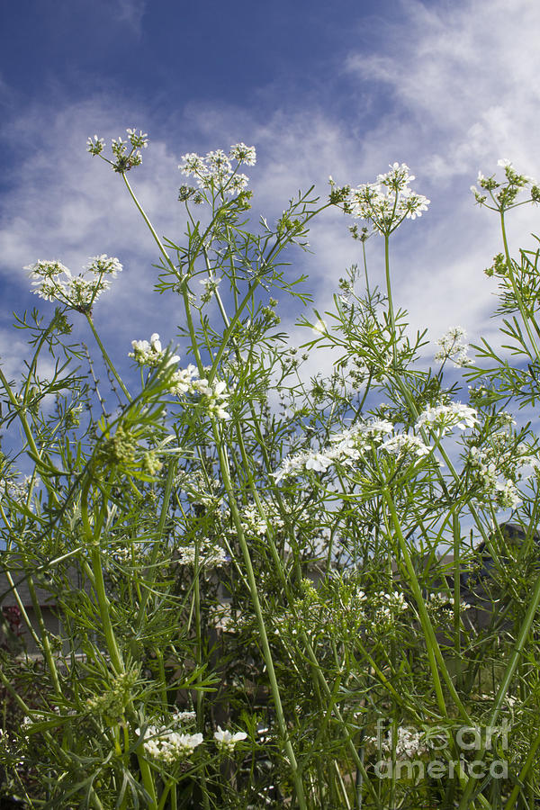 White Cilantro Flowers Photograph by Donna L Munro
