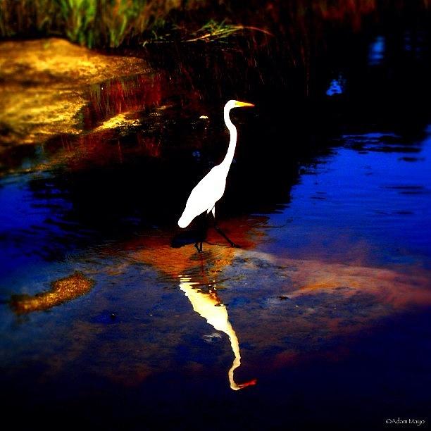 Bird Photograph - White Heron - Wading Through The Marsh by Photography By Boopero