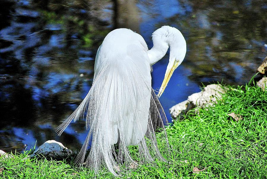 White Heron Photograph by Bill Hosford