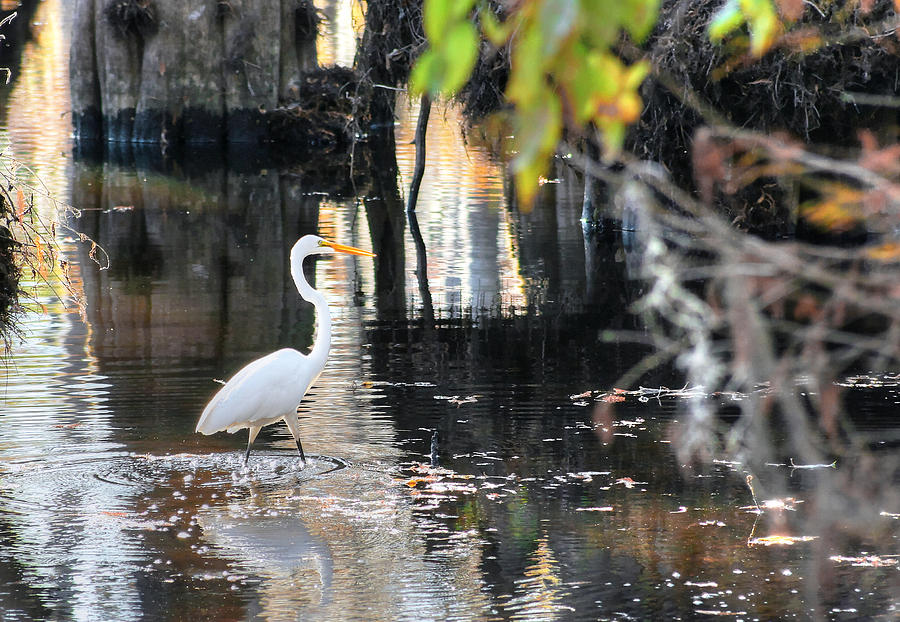 White Heron Hunting For Fish Photograph by Ester McGuire