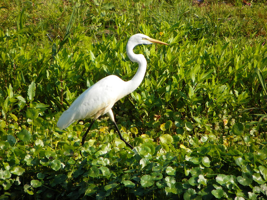 White Heron on the Move Photograph by Sheri McLeroy
