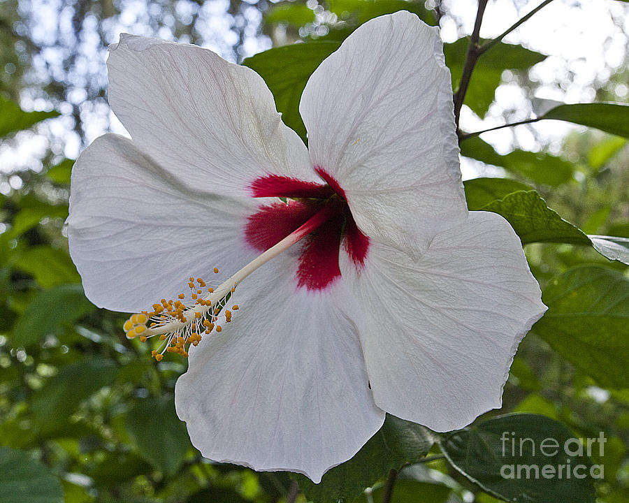 White Hibicus by John Zawacki White Hibicus by John Zawacki