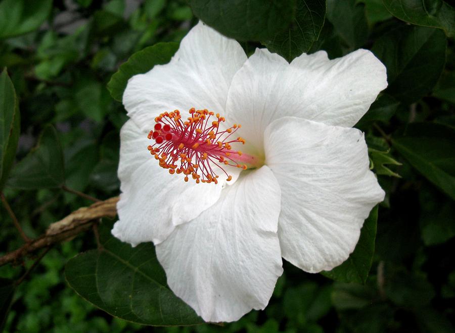 White Hibiscus Photograph by Carol Sweetwood