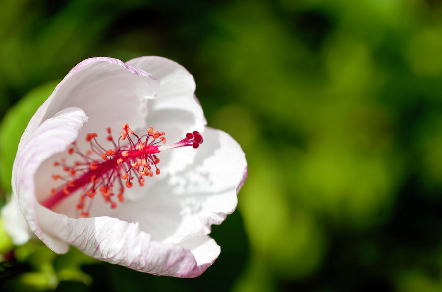 White Hibiscus Photograph by Dan McManus
