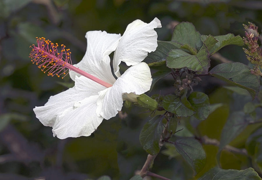 White Hibiscus  Flower Photograph by James Steele