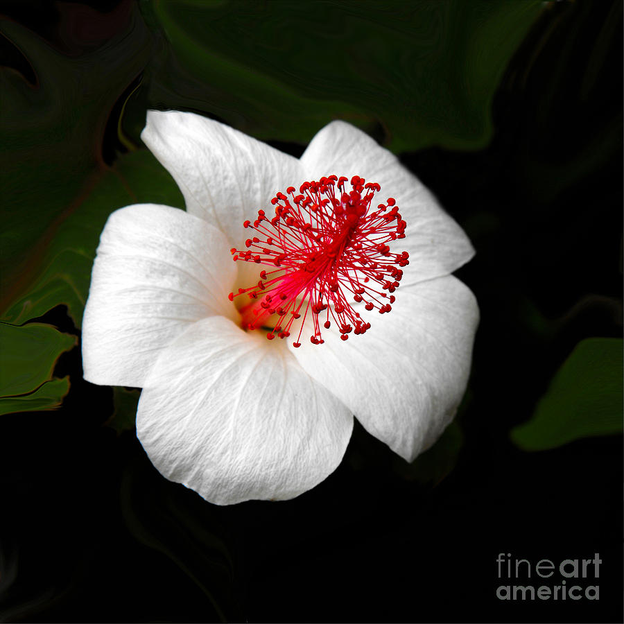 Flower Photograph - White Hibiscus Flower by Rebecca Margraf
