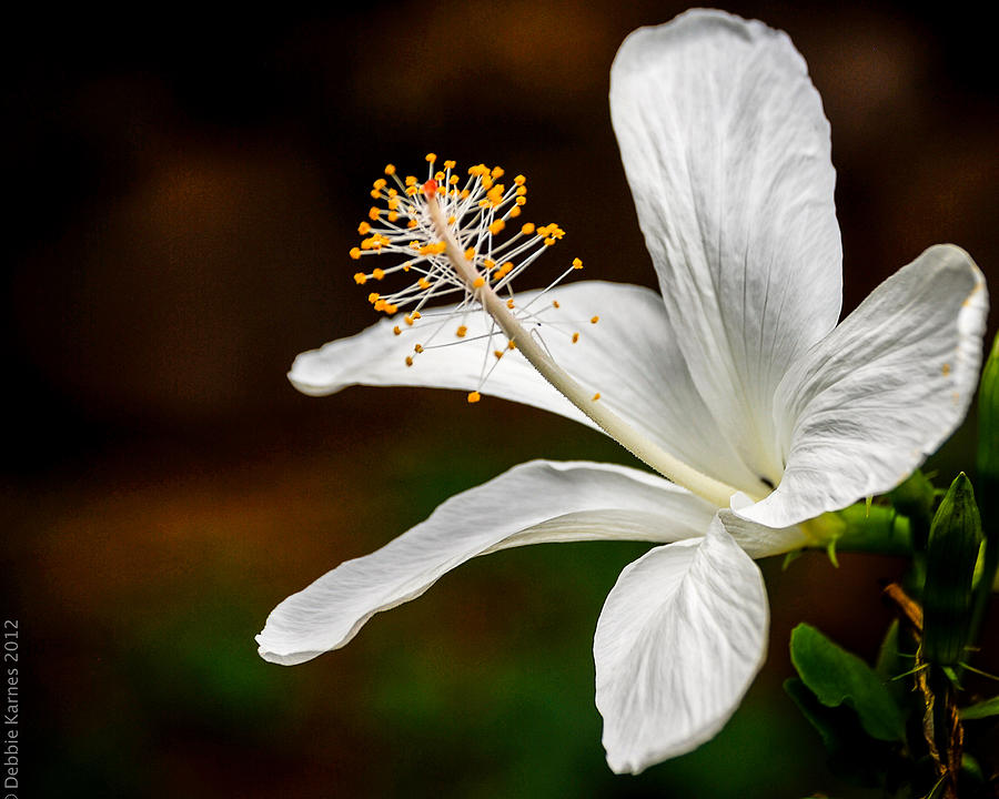 White Hibiscus II Photograph by Debbie Karnes