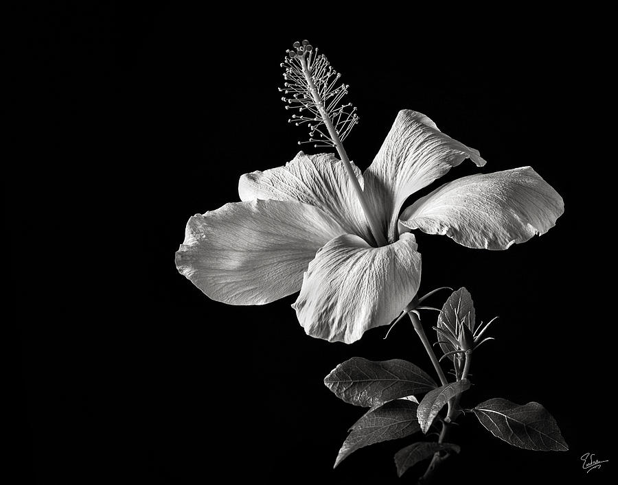 White Hibiscus inn Black and White Photograph by Endre Balogh