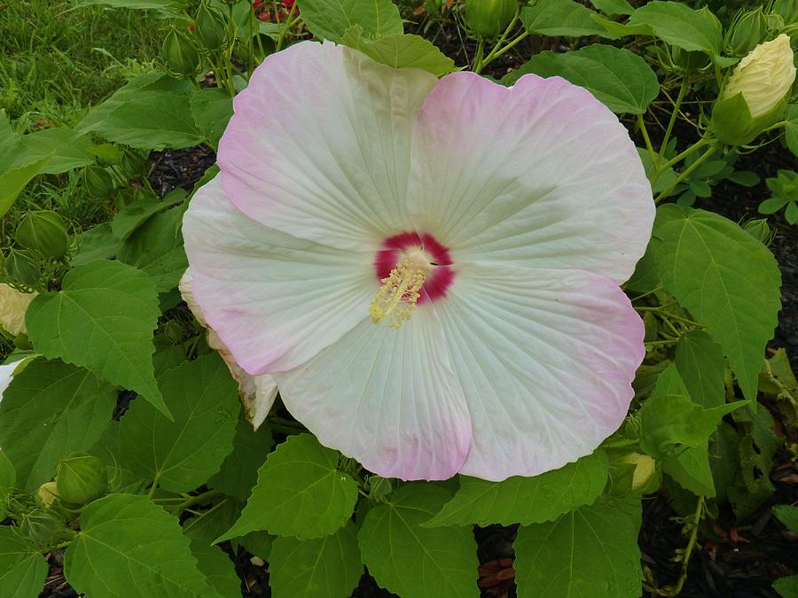 White Hibiscus Photograph by Jeanette Oberholtzer