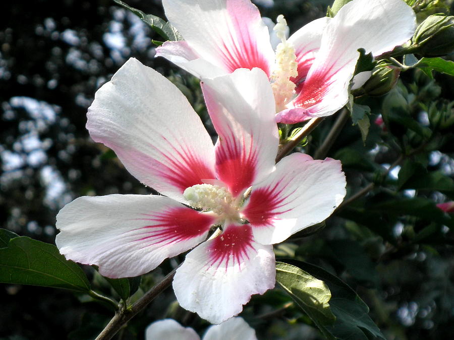 Hibiscus Photograph - White Hibiscus by Kate Gallagher