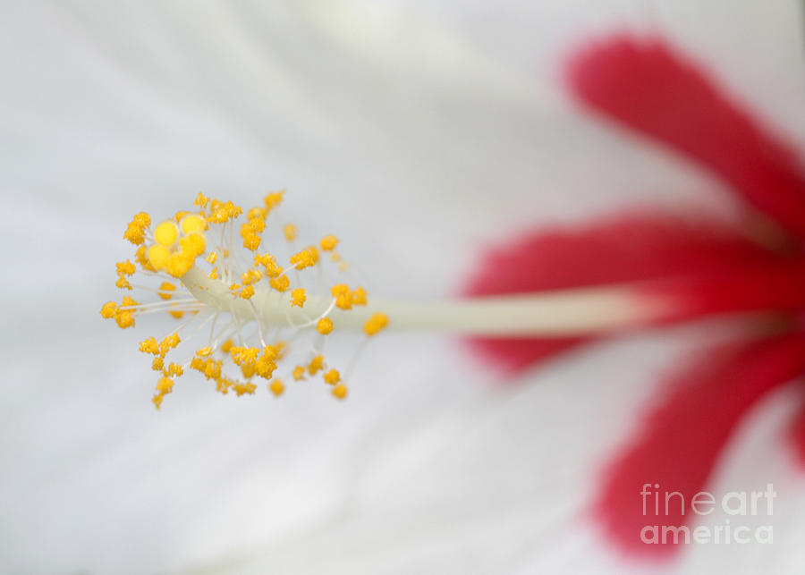 Abstract Photograph - White Hibiscus Macro by Sabrina L Ryan