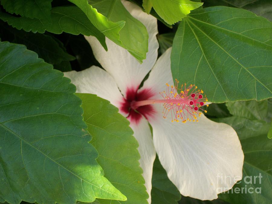 White Hibiscus Revelation Photograph by Heather Kirk