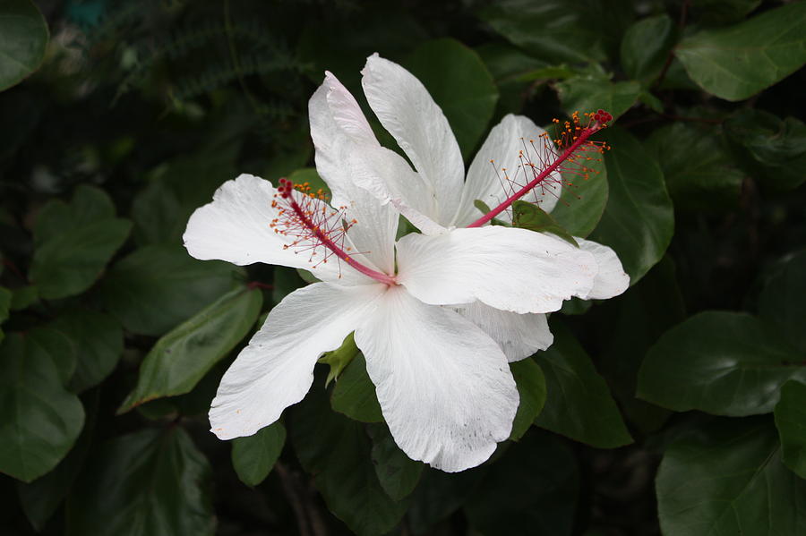 White Hibiscus Twins Photograph by Craig Wood