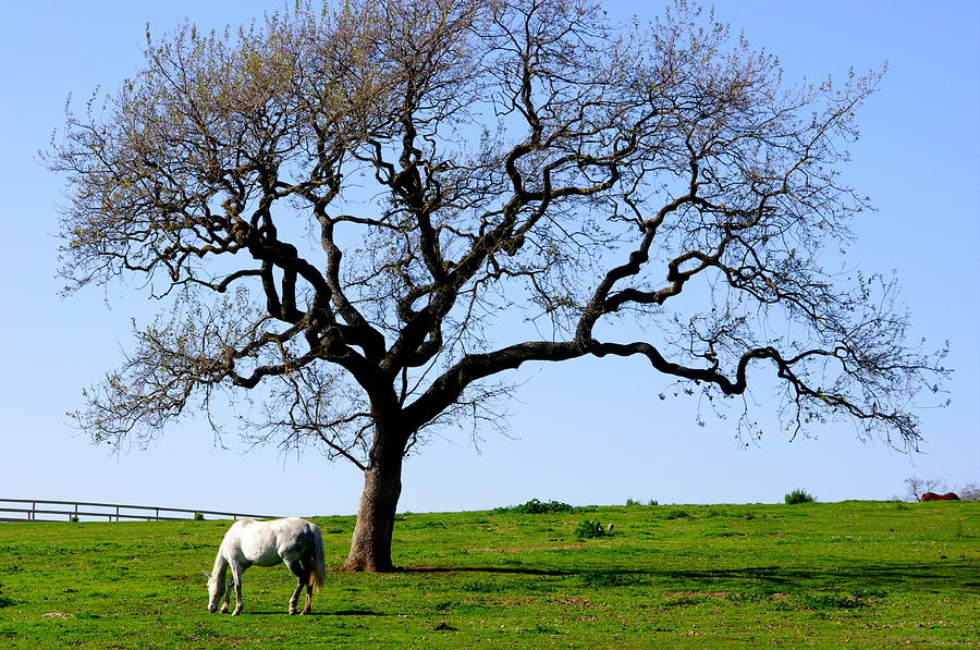 White Horse and Oak Photograph by Jeff Lowe