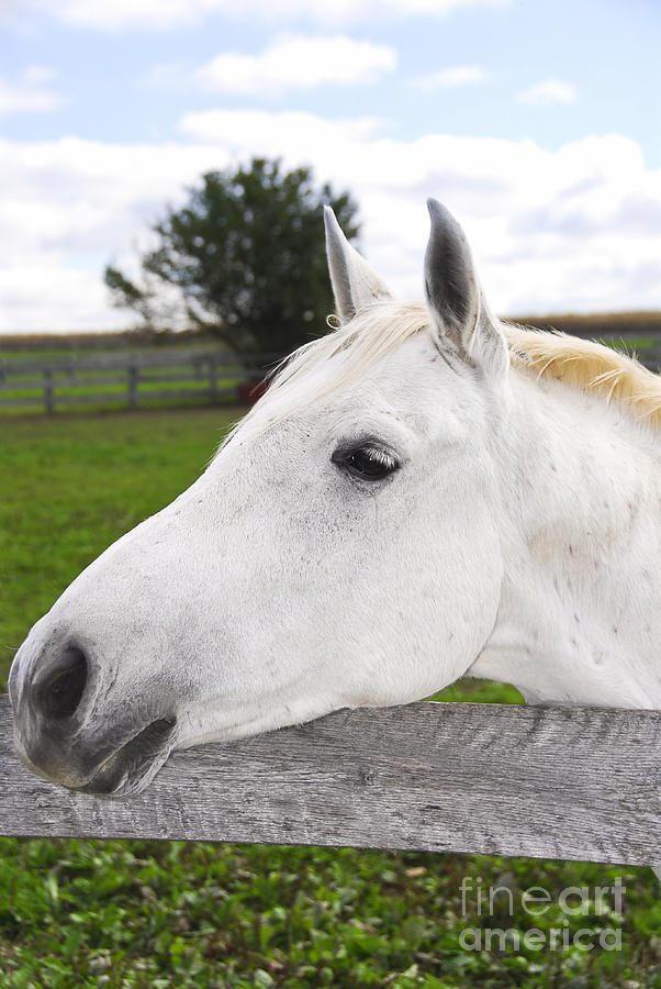 White Horse Photograph