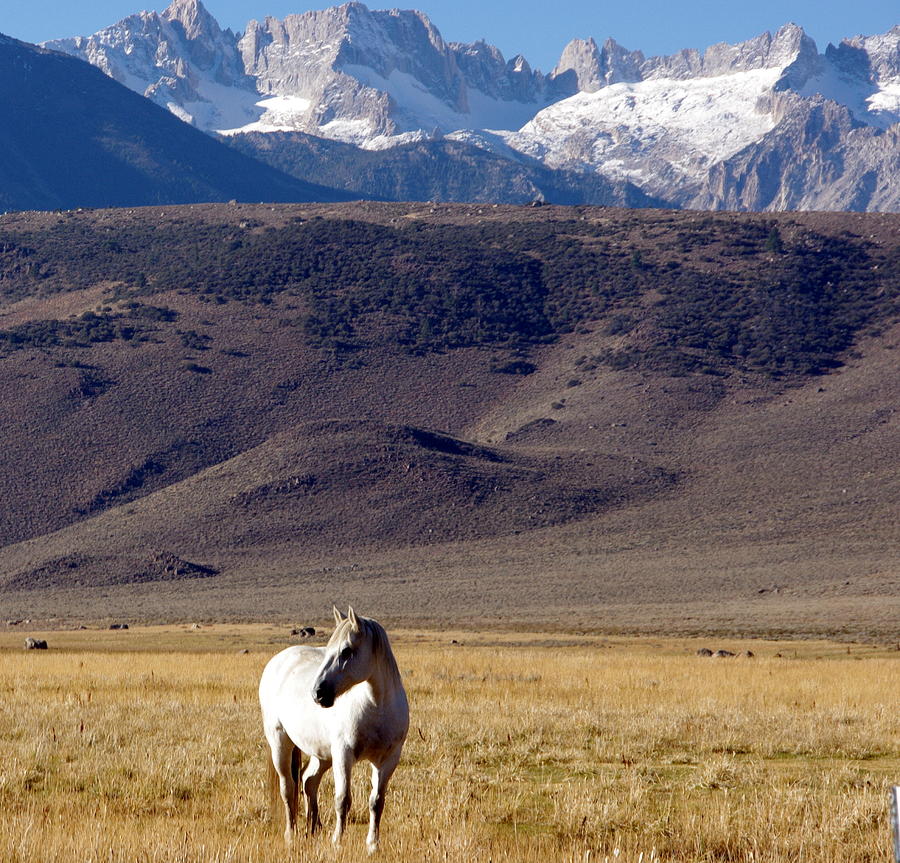White Horse Grazing Photograph by Jeff Lowe