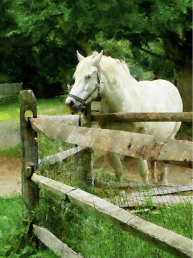 White Horse in Paddock Photograph by Susan Savad