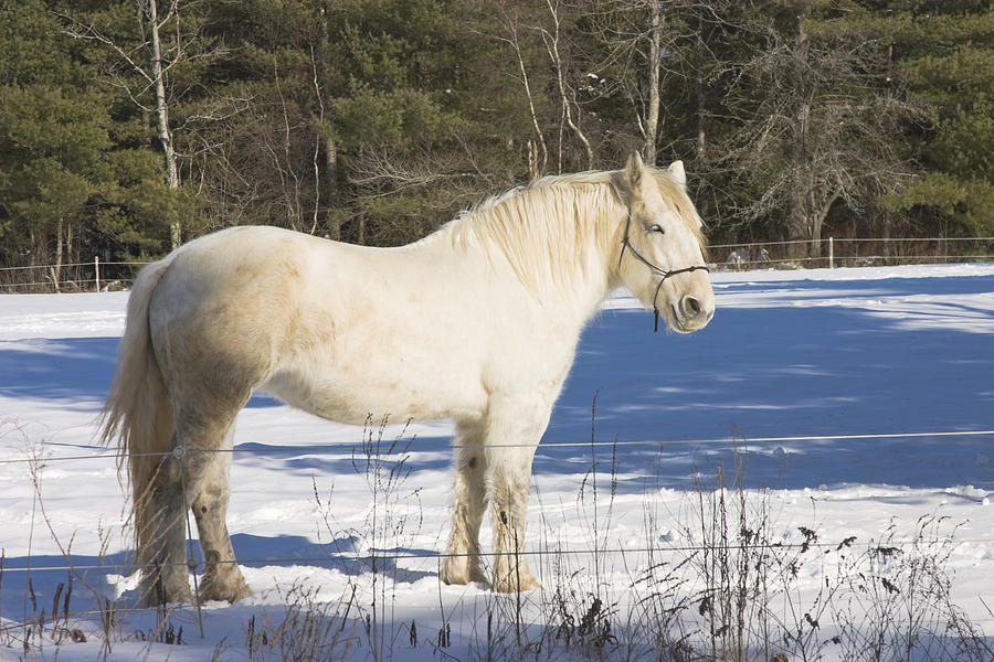 White Horse In Winter Maine Photograph by Keith Webber Jr