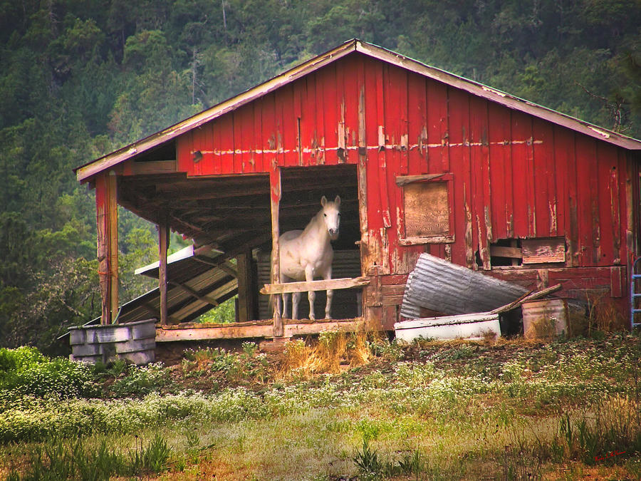 White Horse Red Barn Photograph by Wendy McKennon