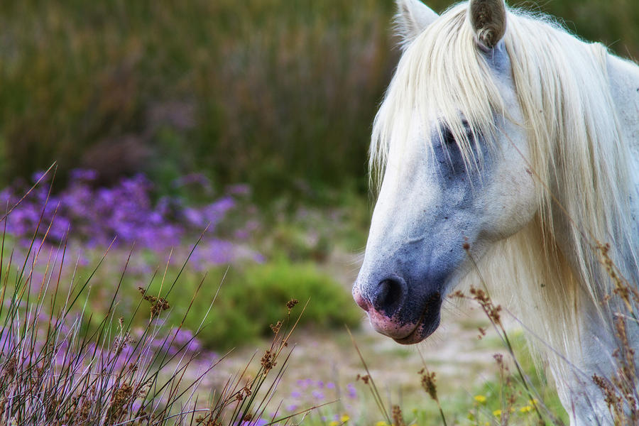 White horse Photograph by Roberto Pagani