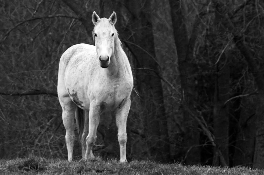White Horse Photograph by Steve Parr