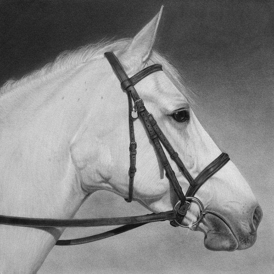 White Horse Drawing by Tim Dangaran