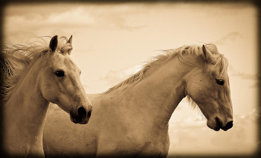 White Horses Photograph by Steve McKinzie
