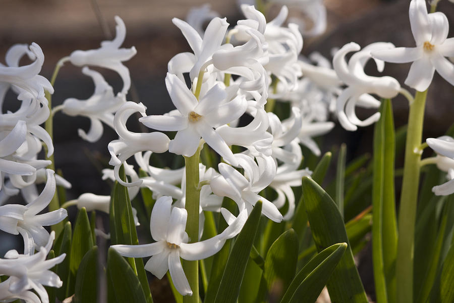 Spring Photograph - White Hyacinths 1 by Teresa Mucha