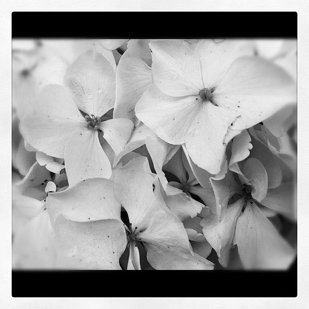White Hydrangea Close Up 2 Photograph by Joanne Hewitt