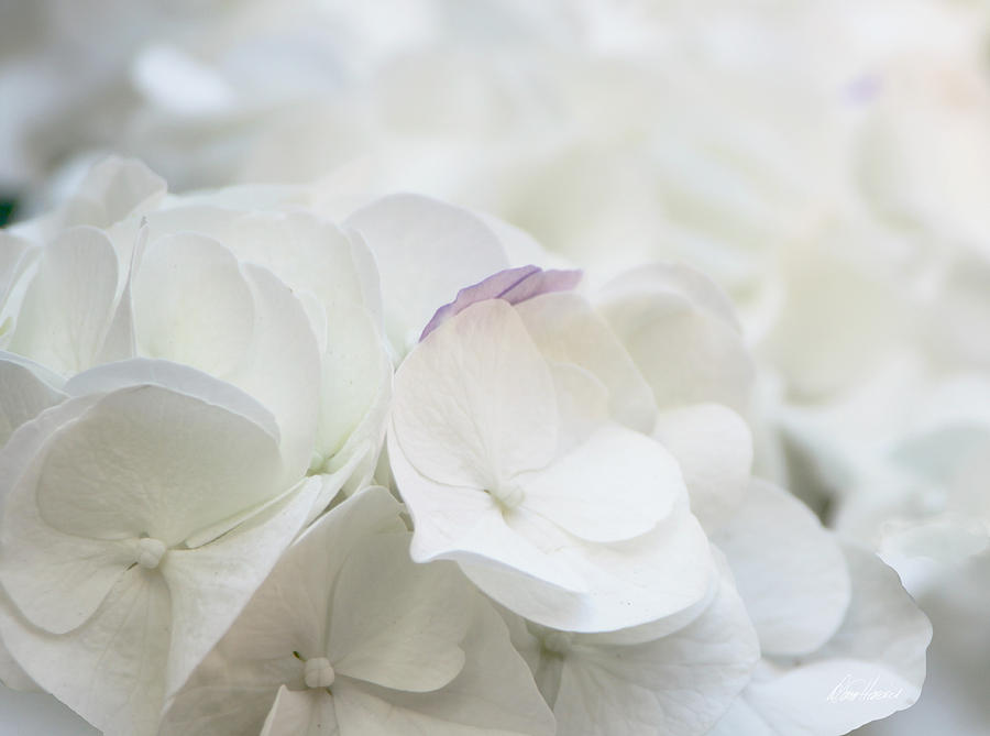 White Hydrangea Photograph by Diana Haronis