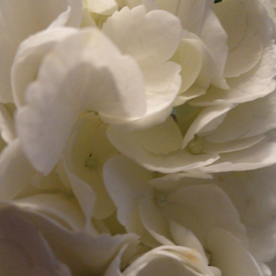White Hydrangeas Photograph by Shannon Grissom