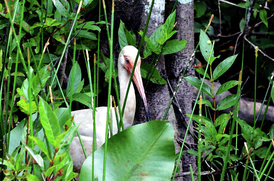White ibis at the Everglades Photograph by Pravine Chester