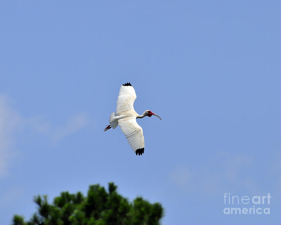 Ibis Photograph - White Ibis in Flight by Al Powell Photography USA